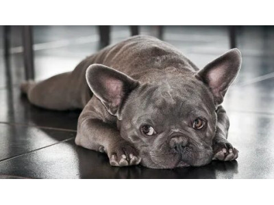 Frenchie Separation Anxiety: Understanding and Managing the Affectionate Companion's Struggle